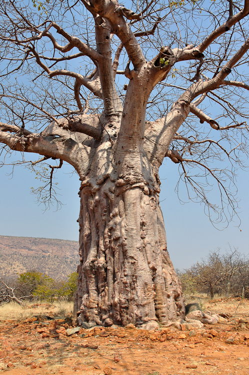 184 Kaokoland Baobab