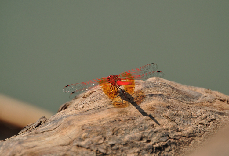 190 Epupa Falls Dragonfly