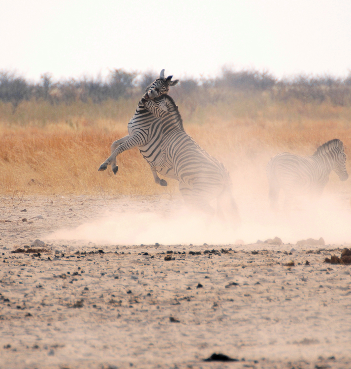243 Etosha Burchell's Zebras