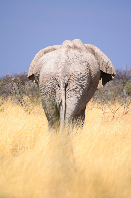 283 Etosha Elephant