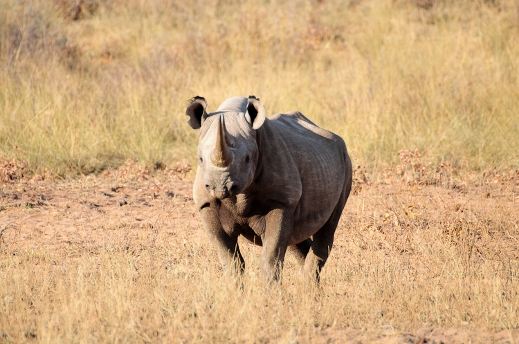 373 Waterberg Plateau Rhino Attack