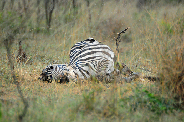 232 - Burchell's Zebra Mburo National Park DSC_1135