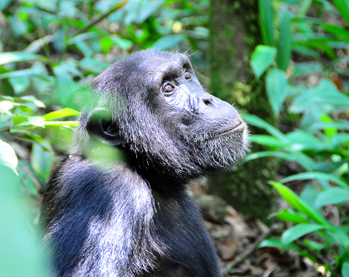 238 - Chimpanzee Kibale Forest DSC_0633