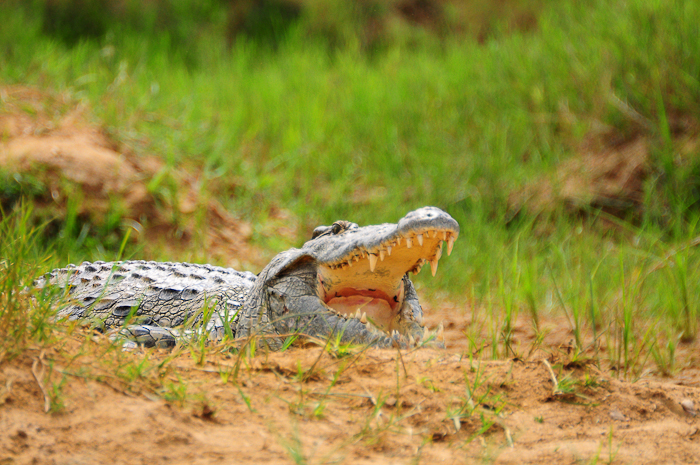 259 - Crocodile Victoria Nile DSC_0437
