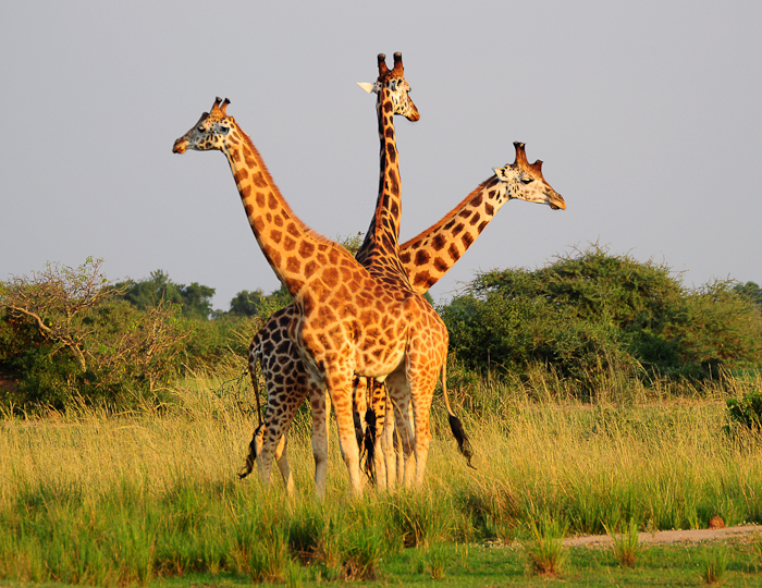 307 - Giraffes Murchison National Park DSC_0208