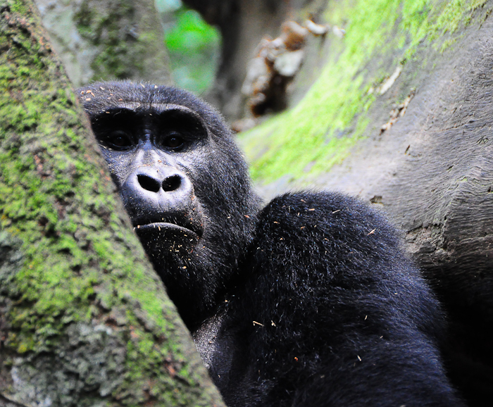 326 - Gorilla Bwindi Impenetrable Forest DSC_1059